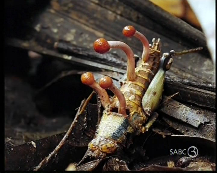 Cordyceps Fungus